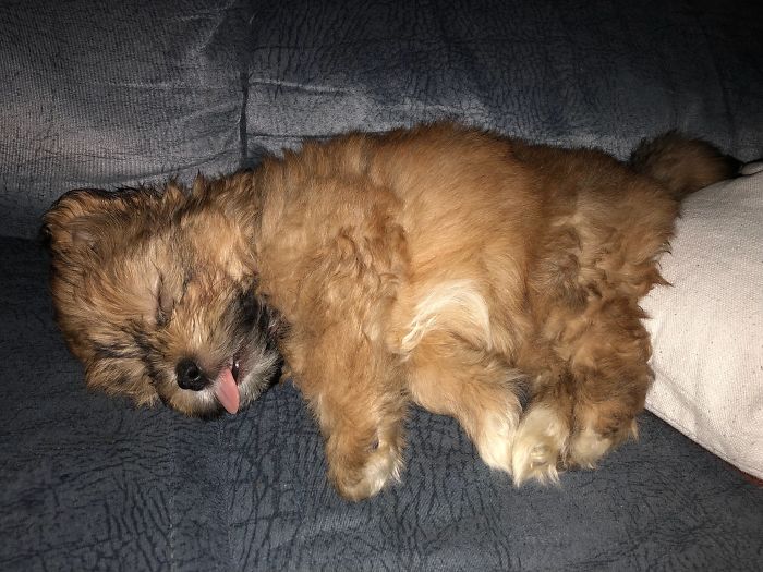 My Puppy Sleeping With Her Tongue Out