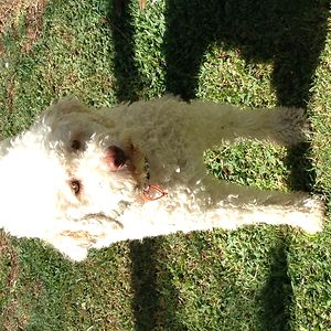 angryfrogbrains avatar