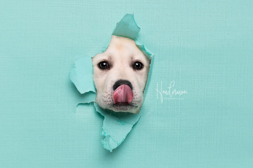 I Took Pictures Of Dogs Before They Nearly Destroyed My Studio