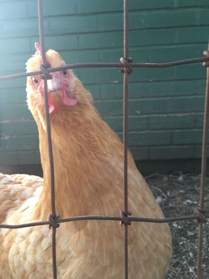 Watcha Doin' Hoomans?