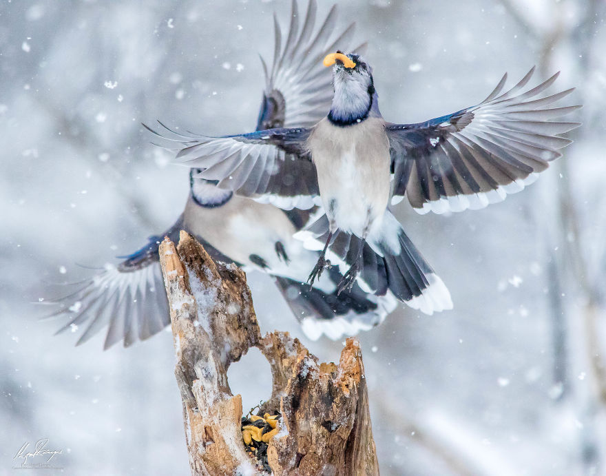 Dancing Blue Jays