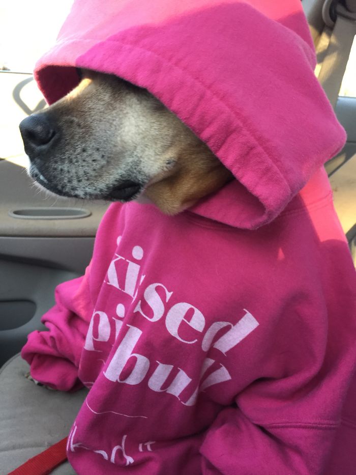 She Kissed A Pit Bull And She Liked It