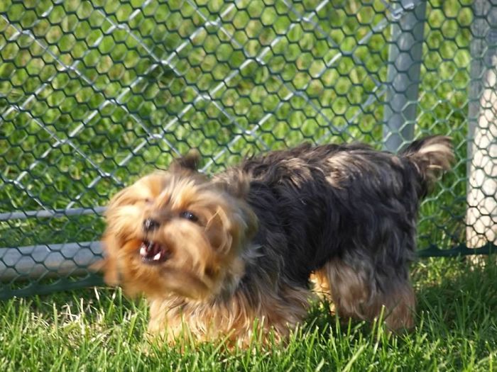 Why Did I Want A 3 Lb Yorkie? Pure Evil! (Lol, Not Really)