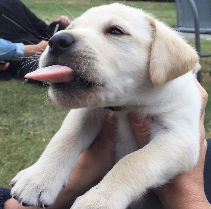 Our Cute Pup With A Tongue The Size Of An Ironing Board