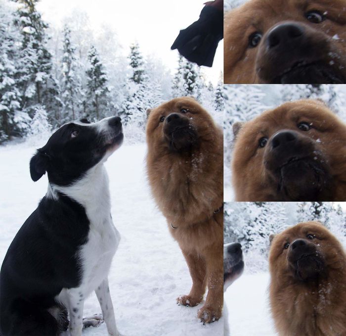 My Boy(Hannibal The Eurasier) Is Jealous Of His Uncle (Carlos The Border Collie Mix) Getting A Treat From Hannibal's Dad