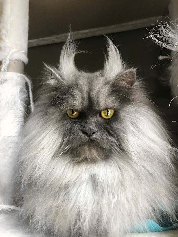 Meet Juno, The Cat With Better Hair Than All Of Us