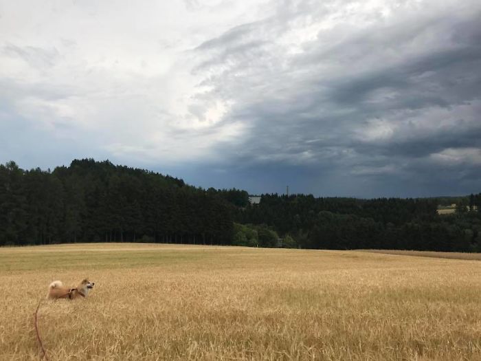 Hiking With An Akita Inu
