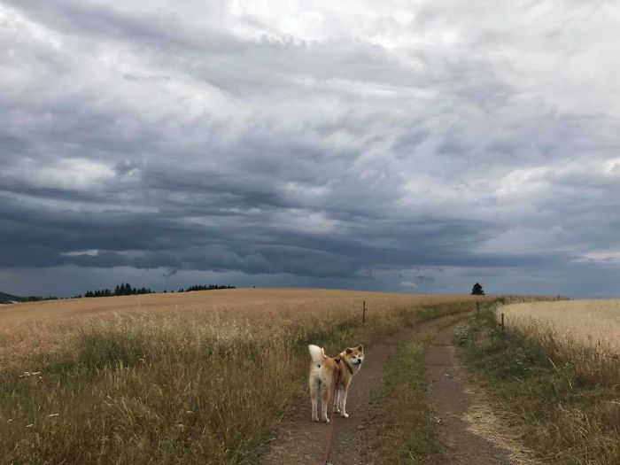 Hiking With An Akita Inu