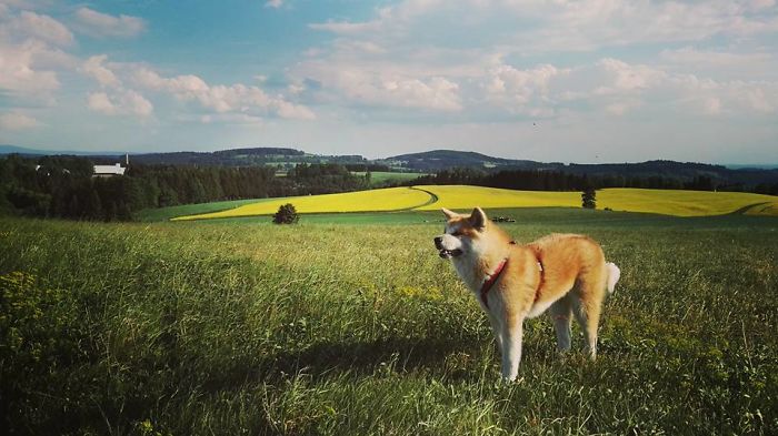 Hiking With An Akita Inu