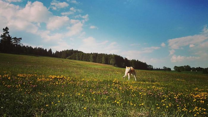 Hiking With An Akita Inu