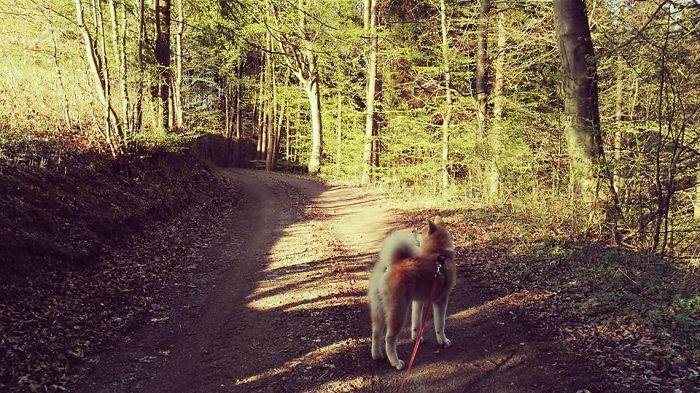 Hiking With An Akita Inu