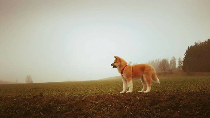 Hiking With An Akita Inu