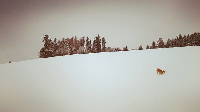 Hiking With An Akita Inu