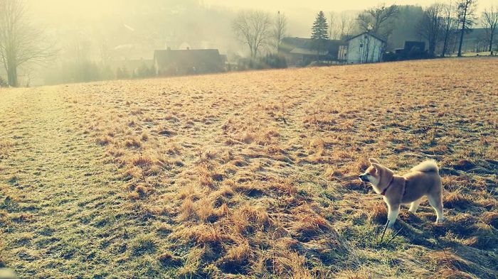 Hiking With An Akita Inu