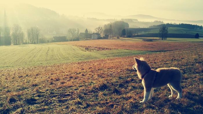 Hiking With An Akita Inu