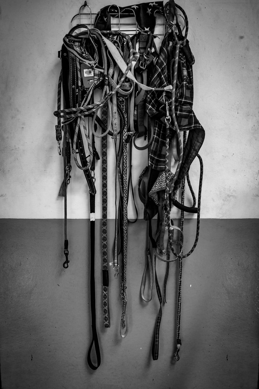 My Photo Series “Demystification Of Voluntary Work” Shows What Really Happens At An Animal Shelter My Photo Series “Demystification Of Voluntary Work” Shows What Really Happens At An Animal Shelter