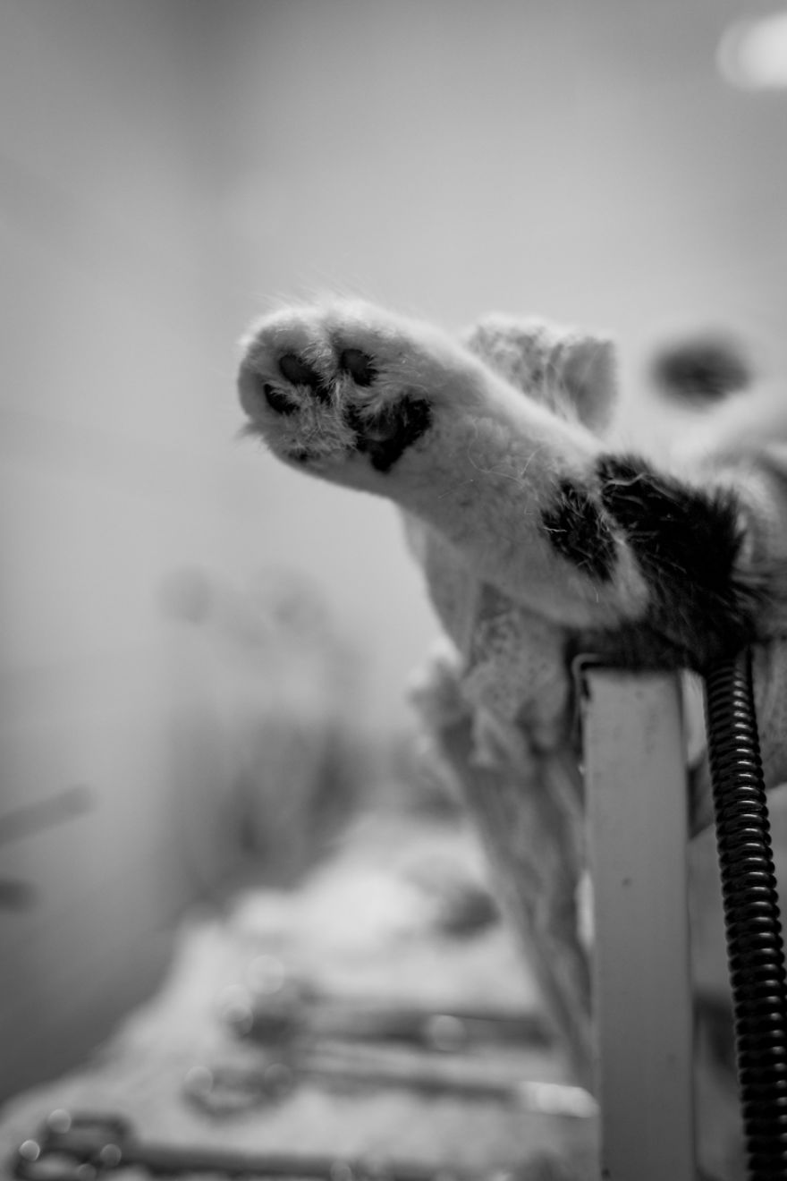 My Photo Series “Demystification Of Voluntary Work” Shows What Really Happens At An Animal Shelter My Photo Series “Demystification Of Voluntary Work” Shows What Really Happens At An Animal Shelter