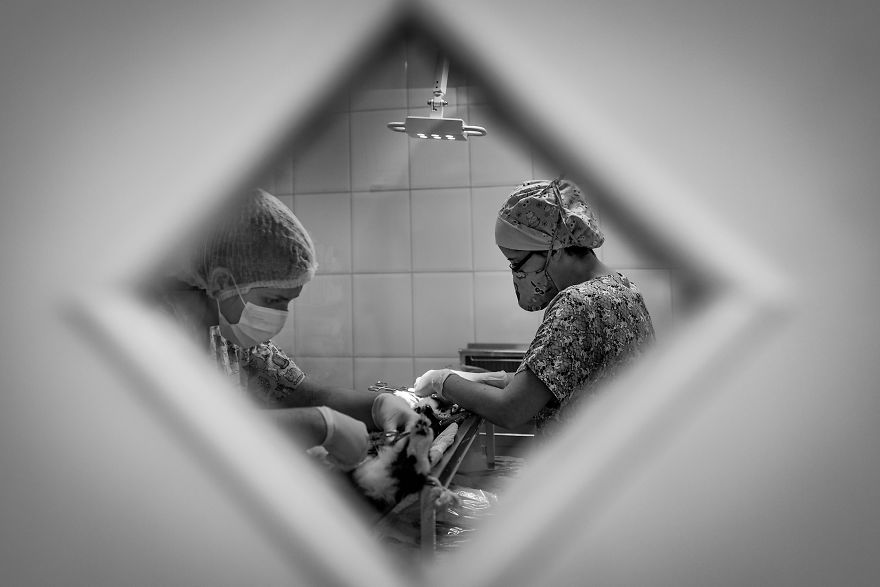 My Photo Series “Demystification Of Voluntary Work” Shows What Really Happens At An Animal Shelter