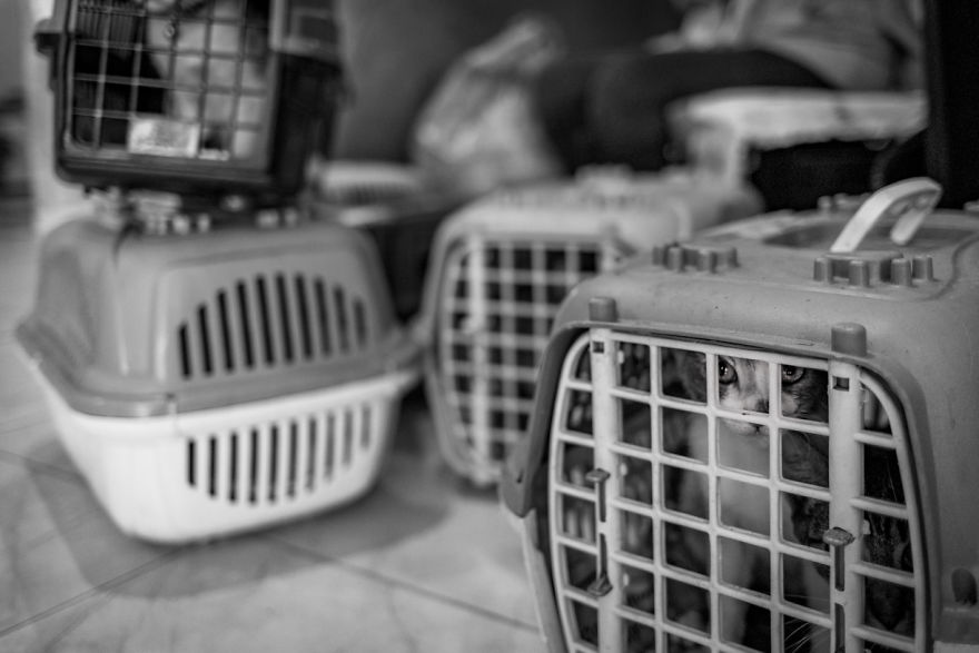My Photo Series “Demystification Of Voluntary Work” Shows What Really Happens At An Animal Shelter My Photo Series “Demystification Of Voluntary Work” Shows What Really Happens At An Animal Shelter