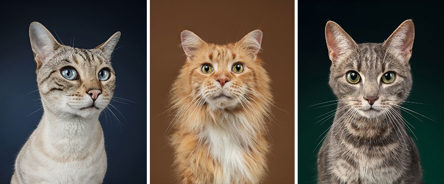 I Let Cats Take Over My Photography Studio And This Is The Result