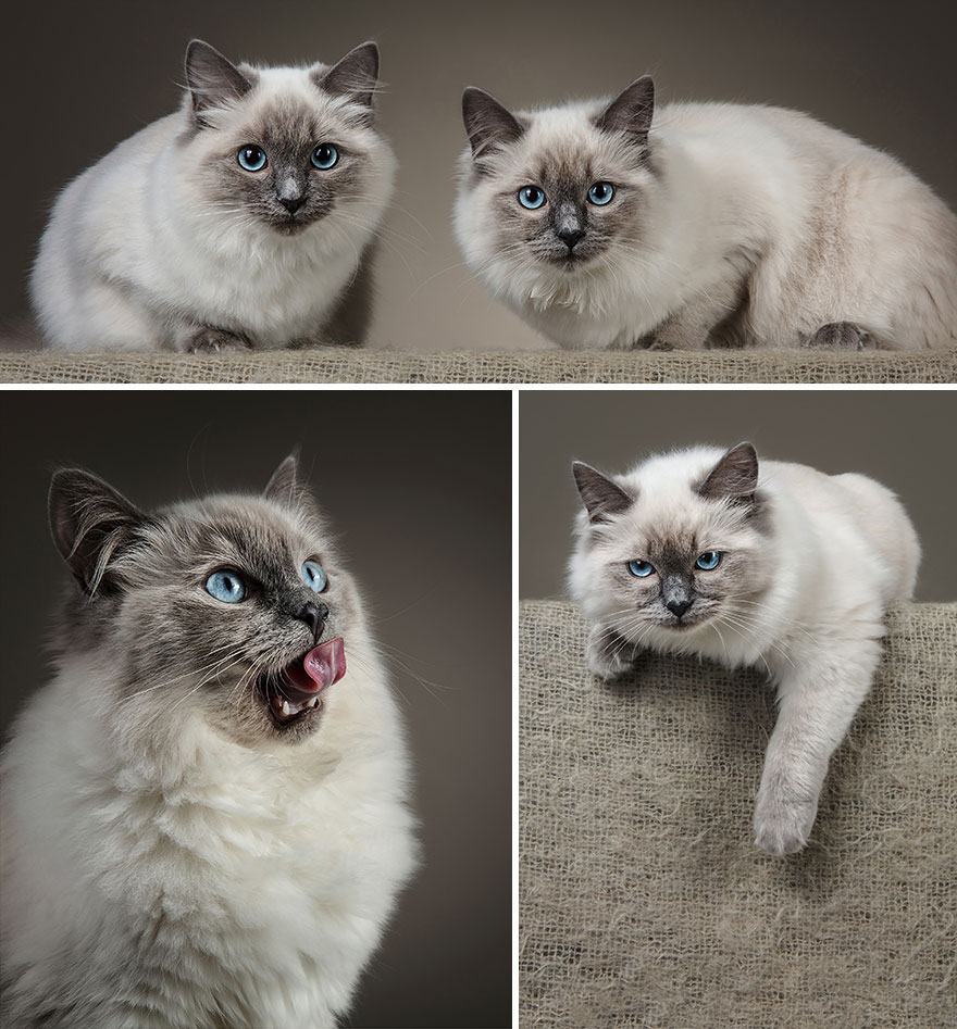 I Let Cats Take Over My Photography Studio And This Is The Result