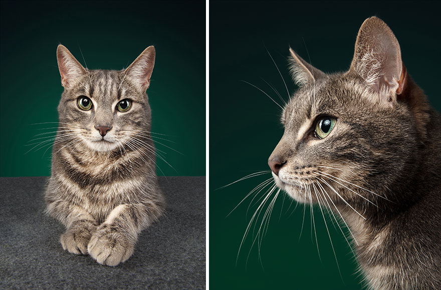 I Let Cats Take Over My Photography Studio And This Is The Result