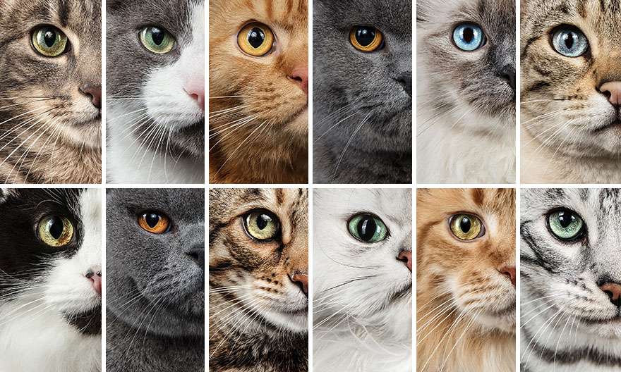 I Let Cats Take Over My Photography Studio And This Is The Result