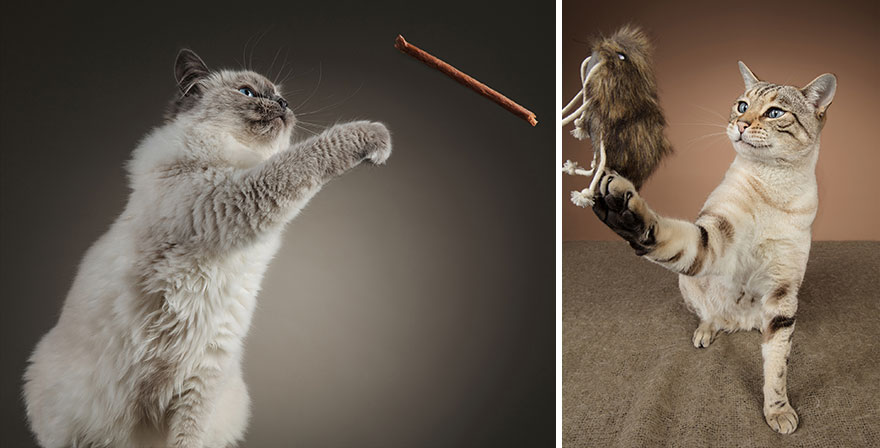 I Let Cats Take Over My Photography Studio And This Is The Result