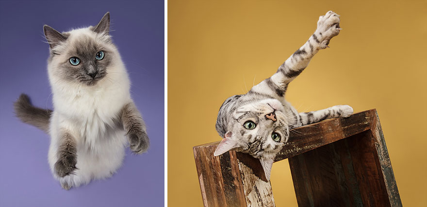 I Let Cats Take Over My Photography Studio And This Is The Result I Let Cats Take Over My Photography Studio And This Is The Result