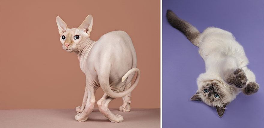 I Let Cats Take Over My Photography Studio And This Is The Result