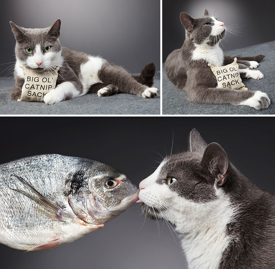 I Let Cats Take Over My Photography Studio And This Is The Result