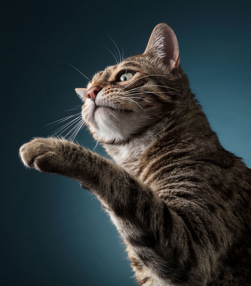 I Let Cats Take Over My Photography Studio And This Is The Result