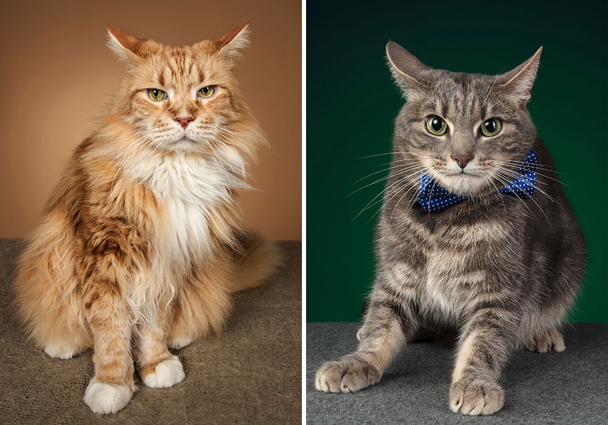 I Let Cats Take Over My Photography Studio And This Is The Result