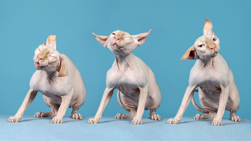 I Let Cats Take Over My Photography Studio And This Is The Result