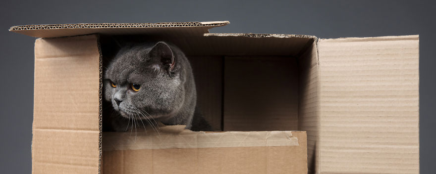 I Let Cats Take Over My Photography Studio And This Is The Result I Let Cats Take Over My Photography Studio And This Is The Result