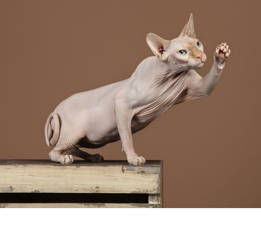 I Let Cats Take Over My Photography Studio And This Is The Result