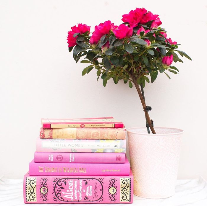 I Take Beautiful Photos Of My Book Collection To Spread Some Joy And Colour