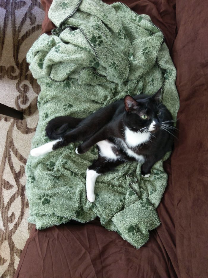 Ollie. Sits Like A People And Demands Bud Light And Lucky Strikes