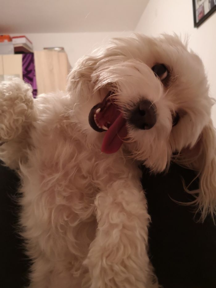 Take The Maltese They Said, It's A Smart Dog They Said ..