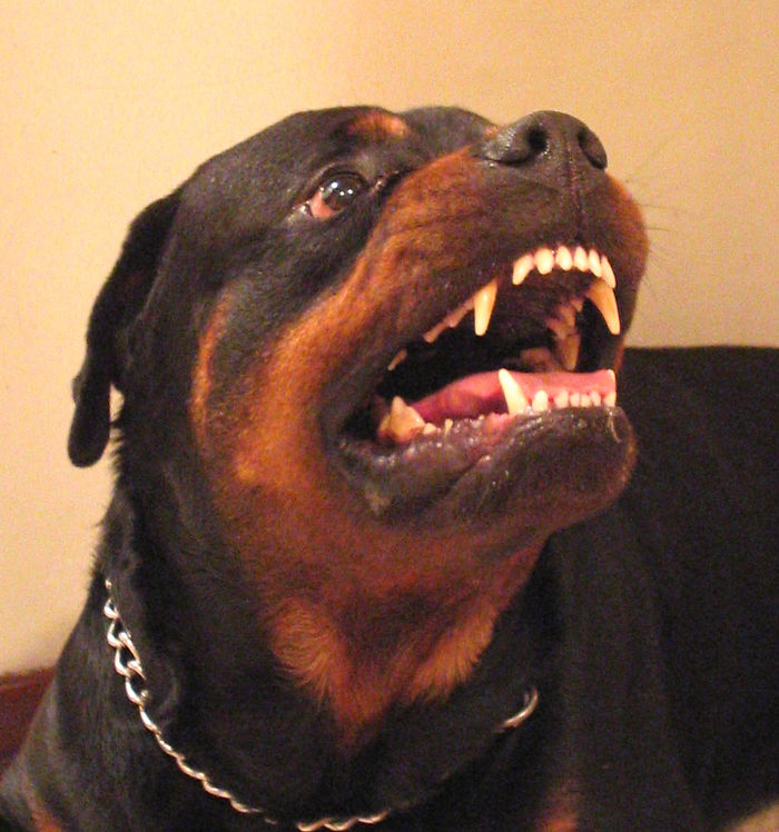 He Was Smiling! My Cute Rotty Pilon