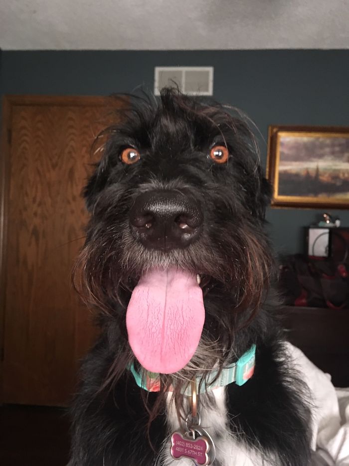 Fanni Patiently Waits For Her Treat....