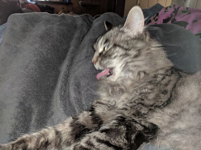 A Picture Of Perfect Grooming