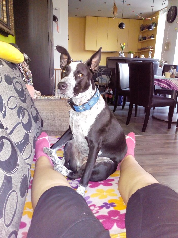 Bullterrier Genes Can't Be Denied, Apollo Sure Got The Same Way Of Sitting