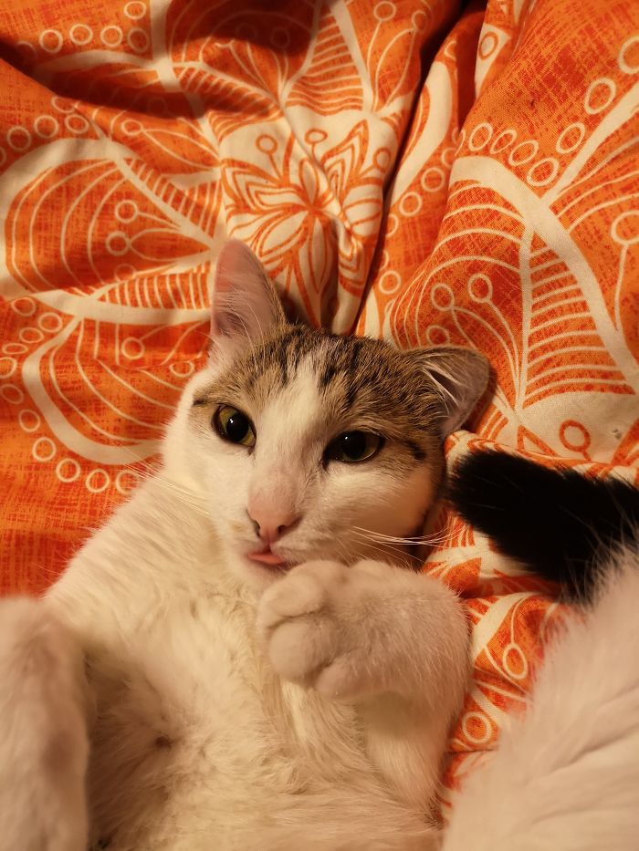 Sancti Chilling In Bed.