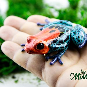 MissFrog