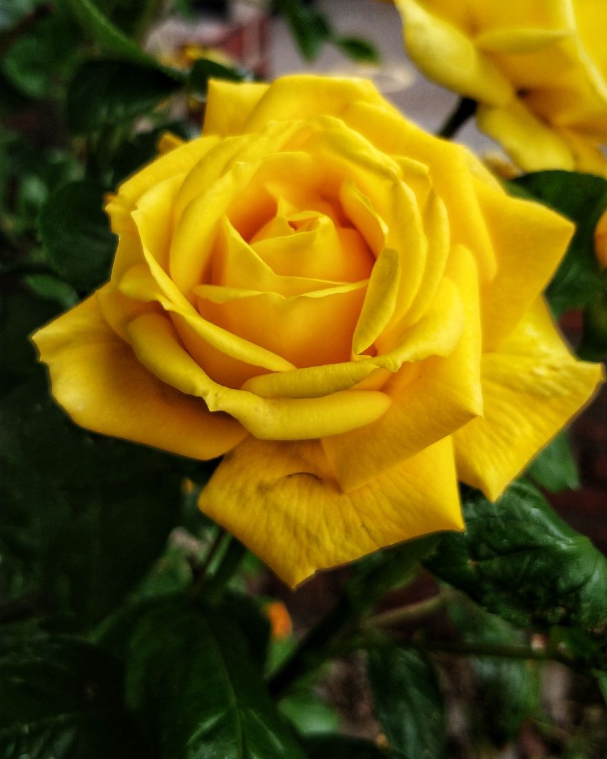 Sharing Beautiful Macro Flowers