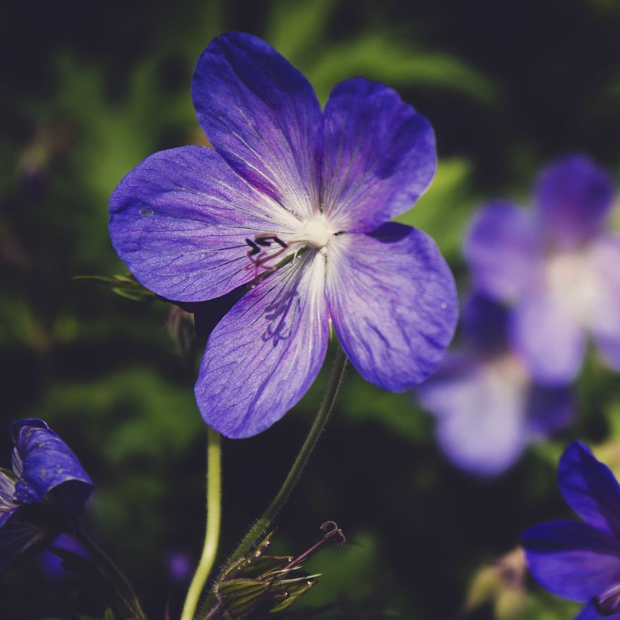 Sharing Beautiful Macro Flowers