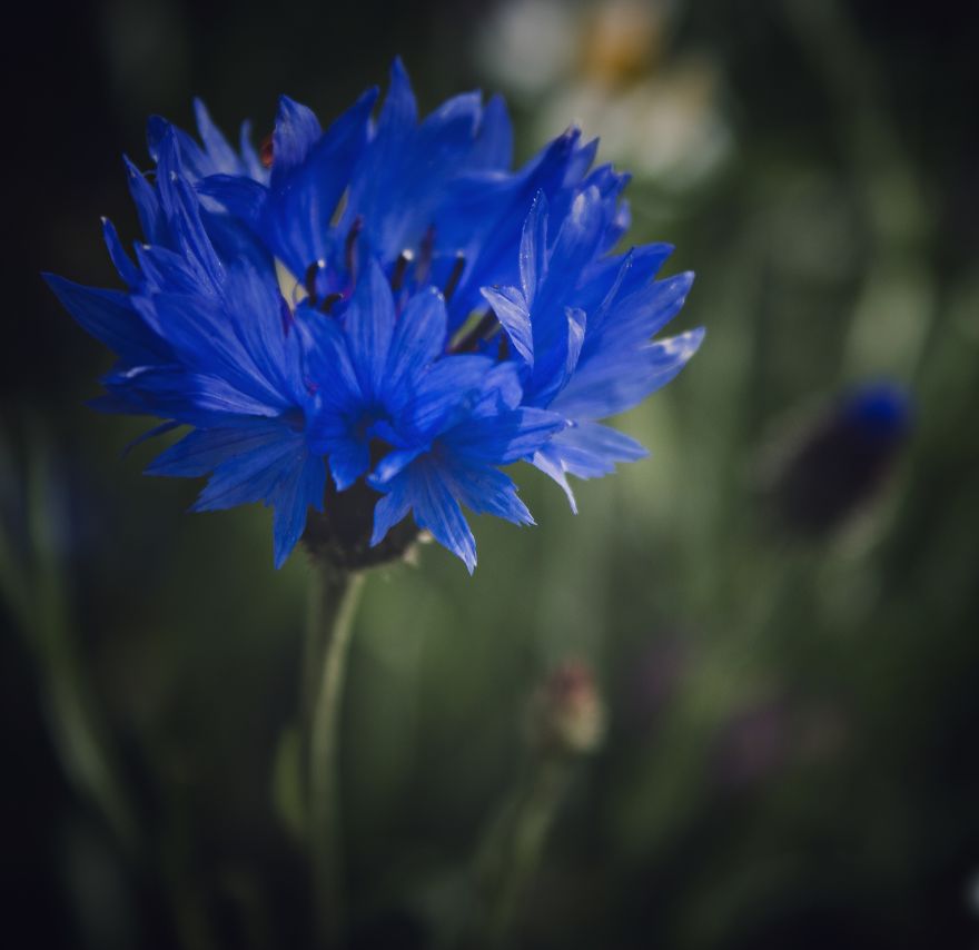 Sharing Beautiful Macro Flowers