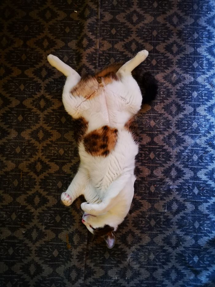 Summertime Nap. In The Middle Of The Room.