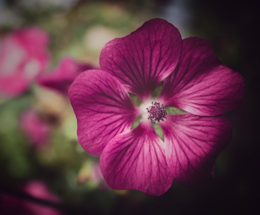 Sharing Beautiful Macro Flowers